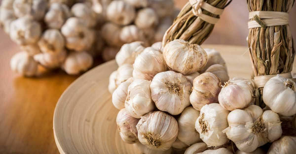 Garlic